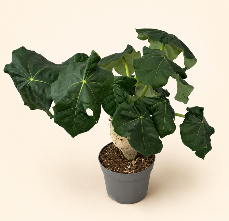 Ятрофа подагрика / Jatropha podagrica