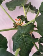 Ятрофа подагрика / Jatropha podagrica