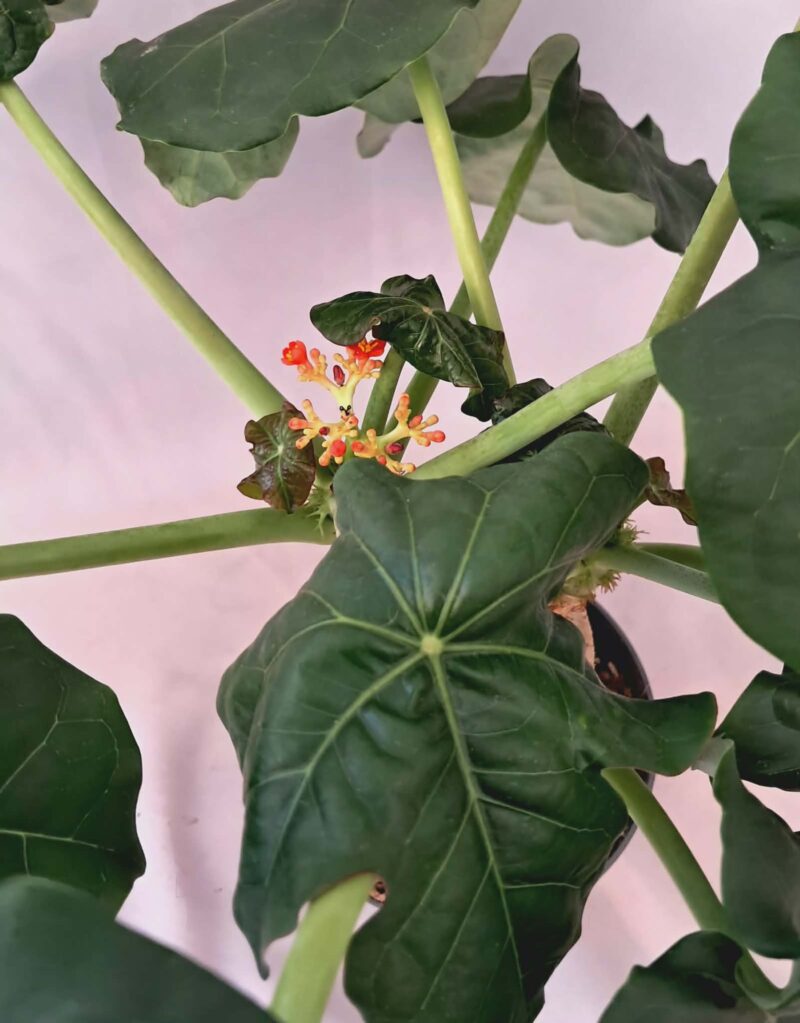 Ятрофа подагрика / Jatropha podagrica