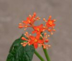 Ятрофа подагрика / Jatropha podagrica