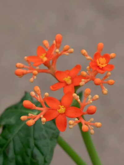 Jatropha-podagrica-03.jpg