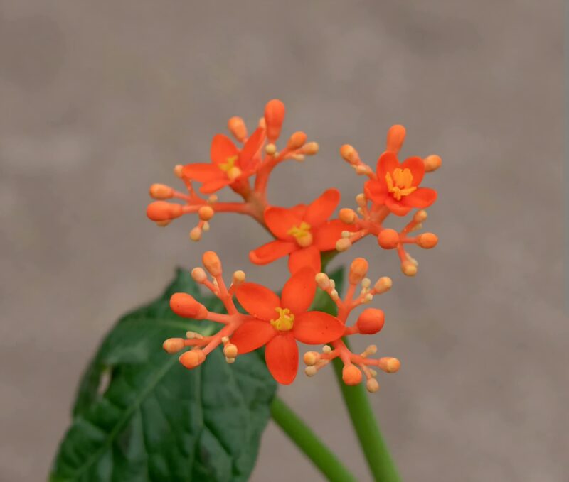 Ятрофа подагрика / Jatropha podagrica
