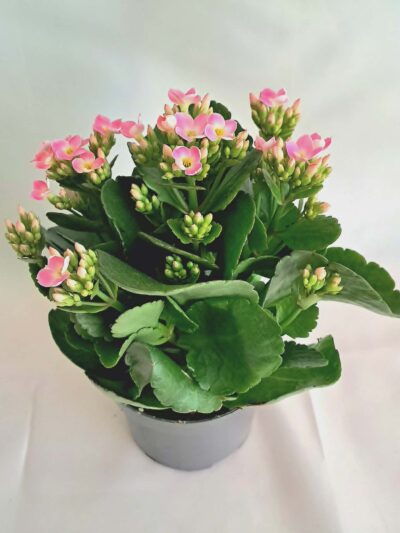 Kalanchoe Specialty Showstar