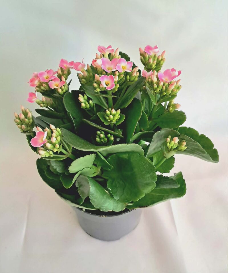 Kalanchoe Specialty Showstar