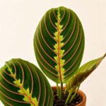 Маранта Фасинатор / Maranta Fascinator