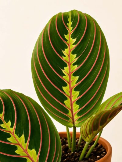maranta-fascinator-leaf-dmplantsbg