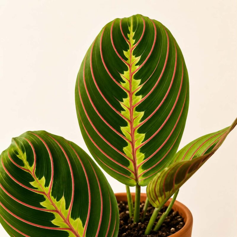 Маранта Фасинатор / Maranta Fascinator