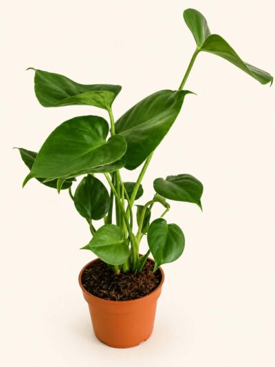 Монстера Делициоза / Monstera deliciosa - L