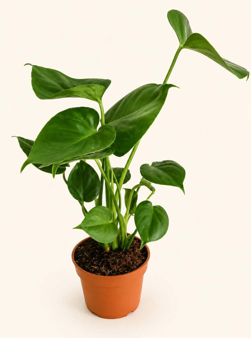 Монстера Делициоза / Monstera deliciosa