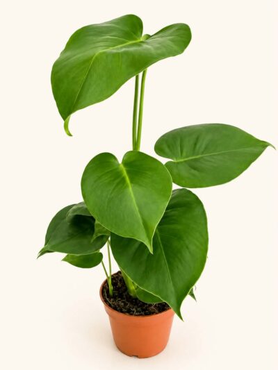 monstera-deliciosa-dmplantsbg