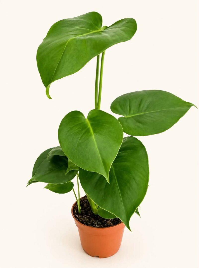 Монстера Делициоза / Monstera deliciosa