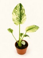 Монстера делециоза "Минт вариегата" / Monstera deliciosa 'Mint Variegata'