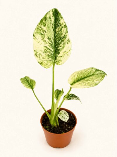 monstera-deliciosa-mint-variegata-dmplantsbg-01