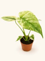 Монстера делециоза "Минт вариегата" / Monstera deliciosa 'Mint Variegata'
