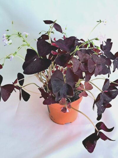 Oxalis triangularis ‘Look & Taste’