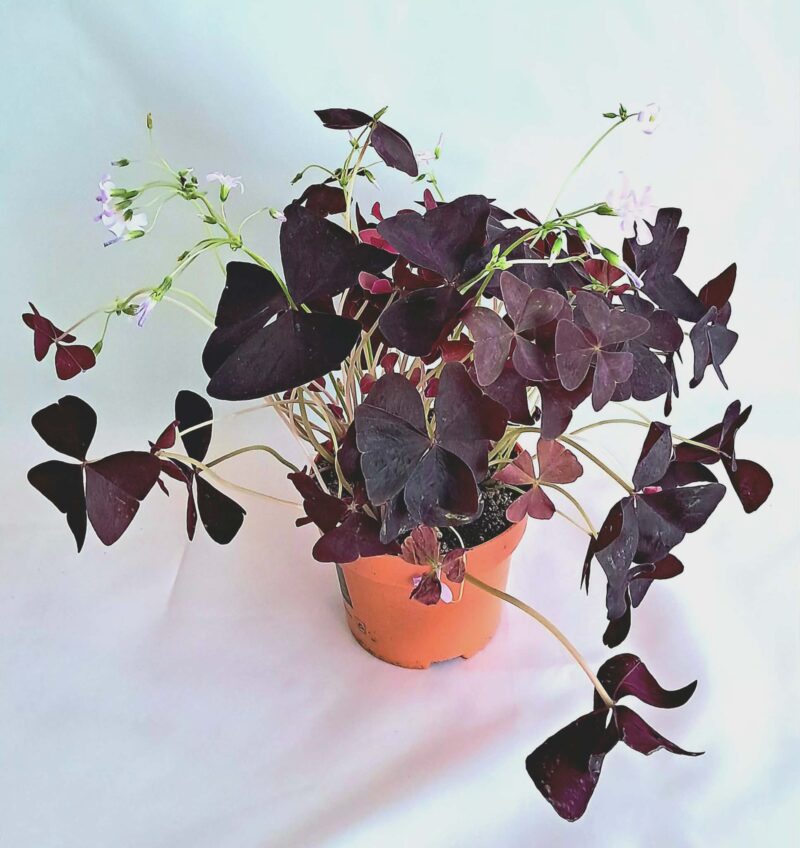 Oxalis triangularis ‘Look & Taste’
