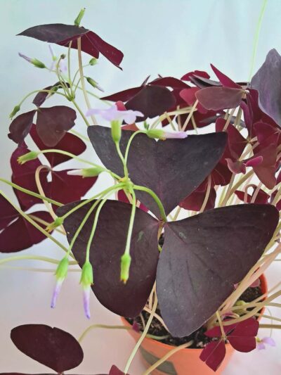 Oxalis-triangularis-02.jpg