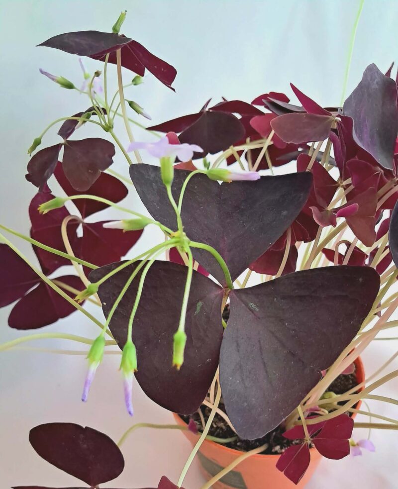 Oxalis triangularis ‘Look & Taste’