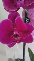 Фаленопсис микс / Phalaenopsis mix