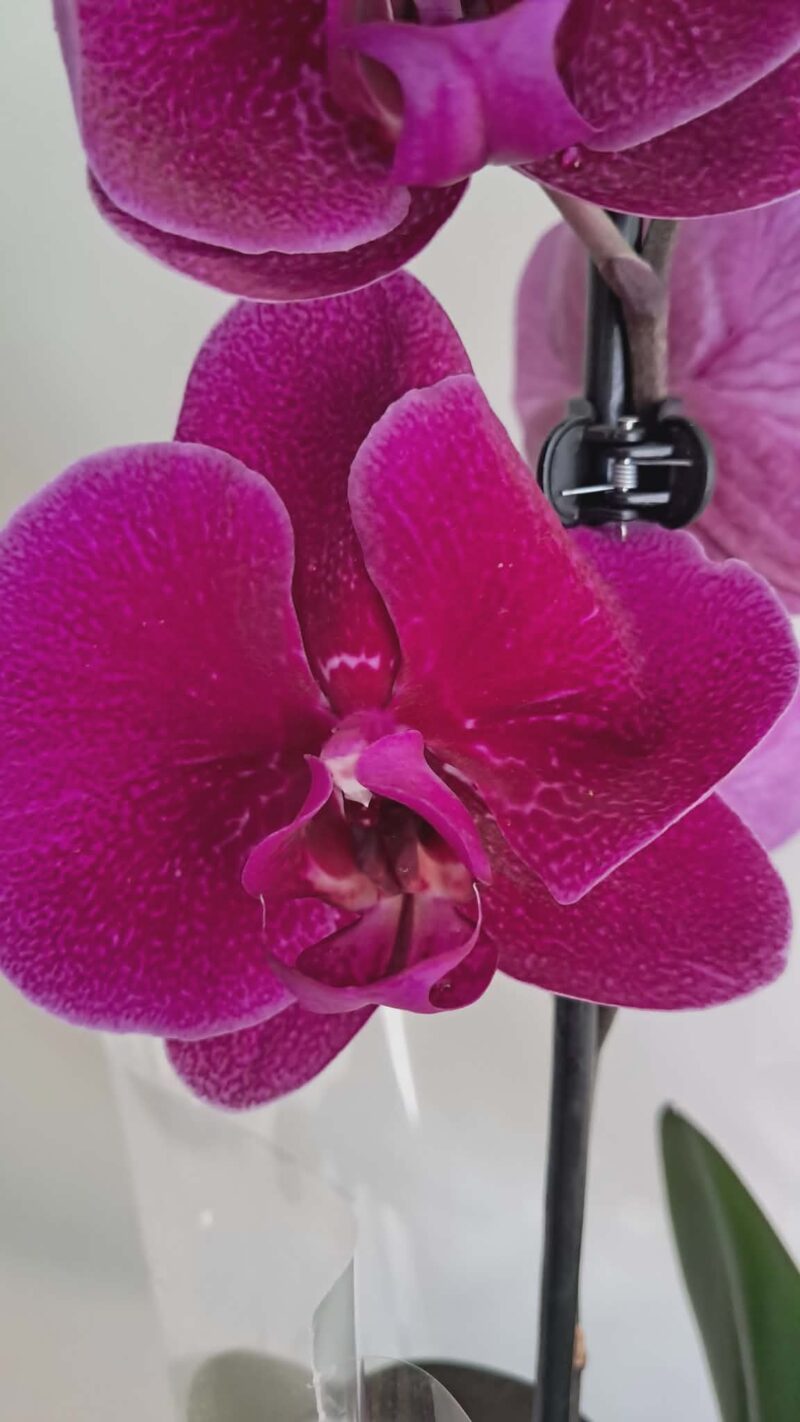 Фаленопсис микс / Phalaenopsis mix