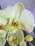 Фаленопсис микс / Phalaenopsis mix