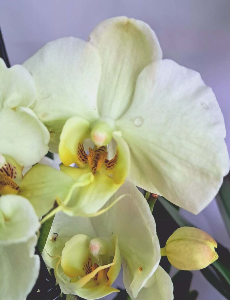 Фаленопсис микс / Phalaenopsis mix