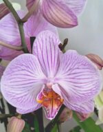 Фаленопсис микс / Phalaenopsis mix