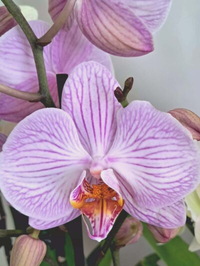 Phalaenopsis-03.jpg