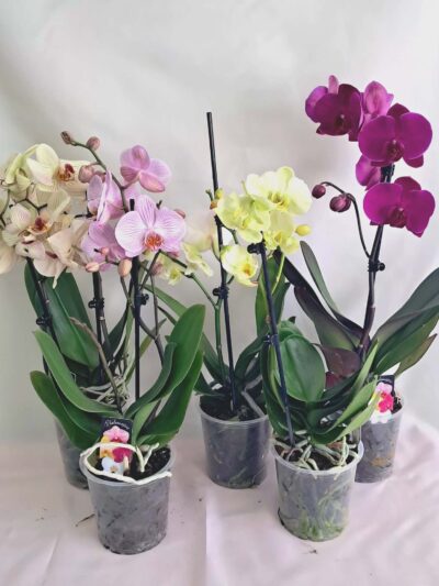 Фаленопсис микс / Phalaenopsis mix