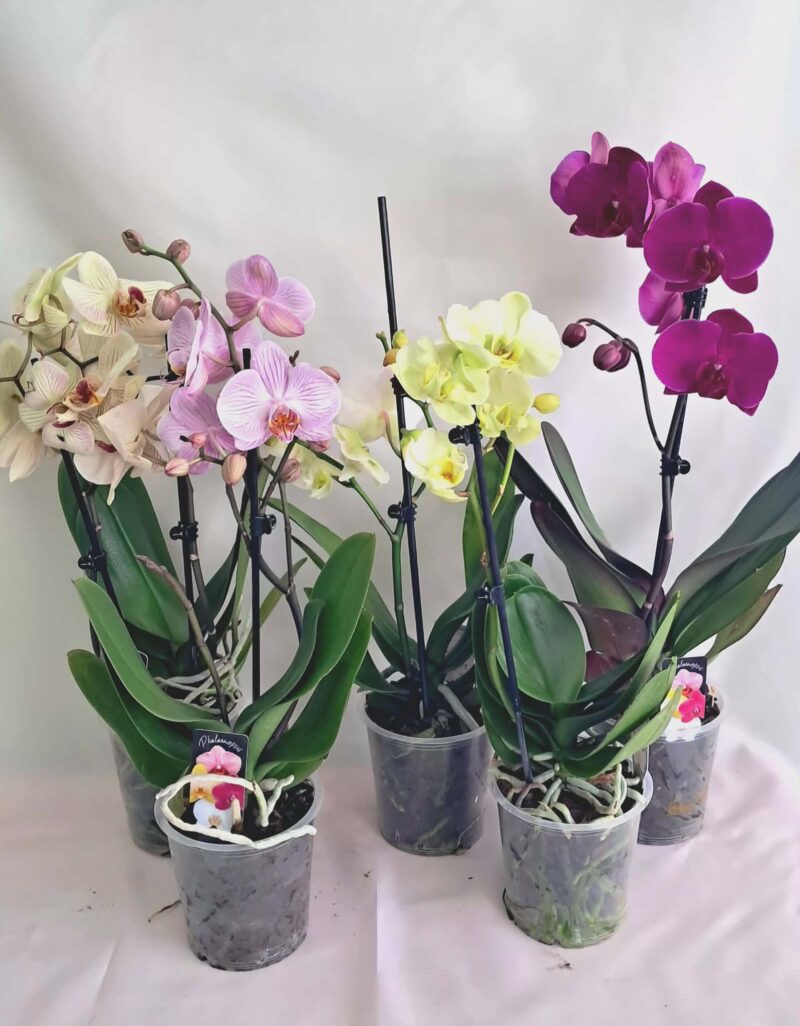 Фаленопсис микс / Phalaenopsis mix