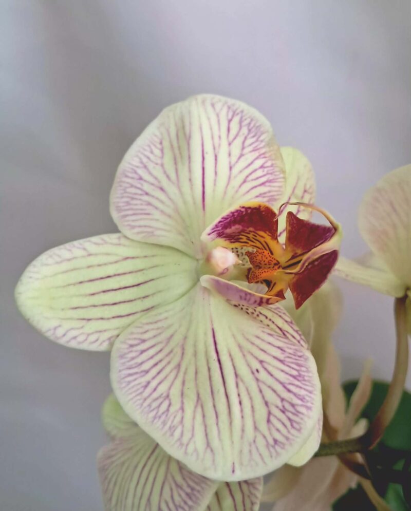 Фаленопсис микс / Phalaenopsis mix