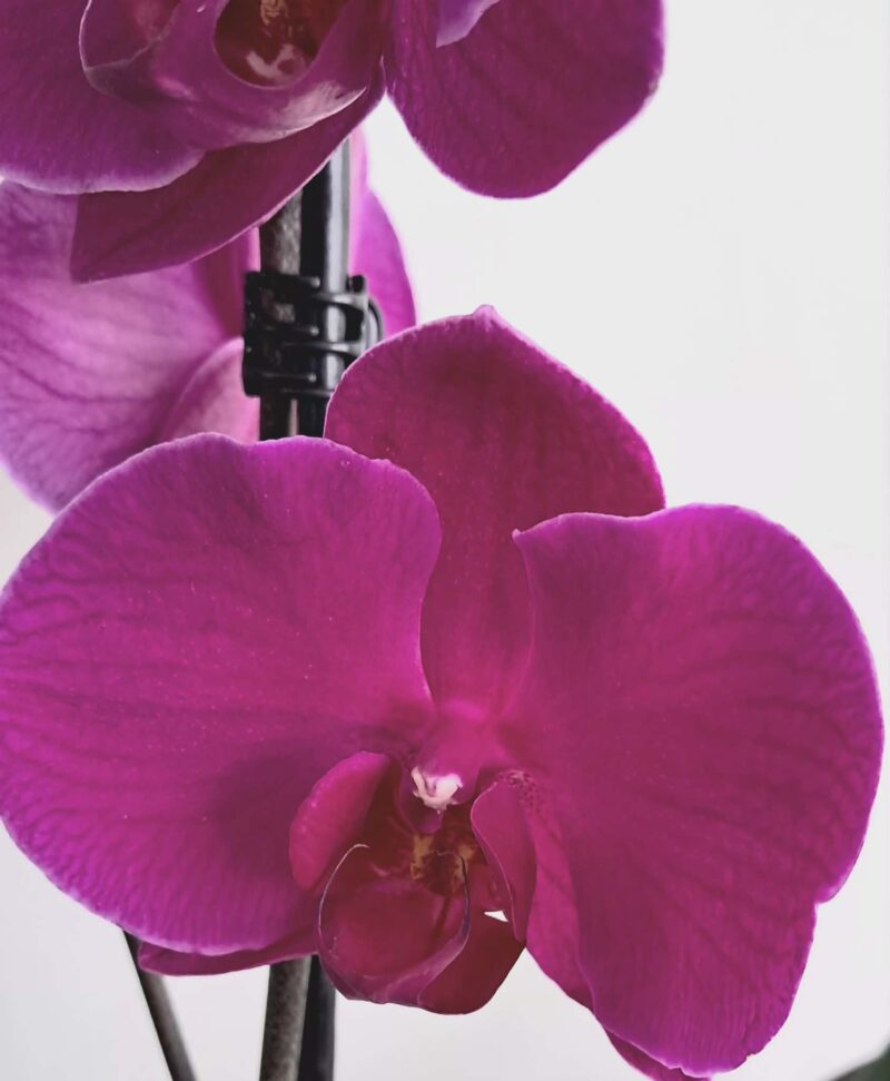 Фаленопсис микс / Phalaenopsis mix
