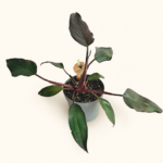 Филодендрон "Бургунди Принцес" / Philodendron ‘Burgundy Princess’