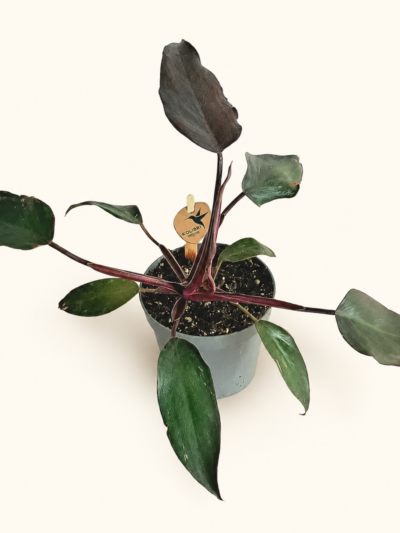 Филодендрон "Бургунди Принцес" / Philodendron ‘Burgundy Princess’