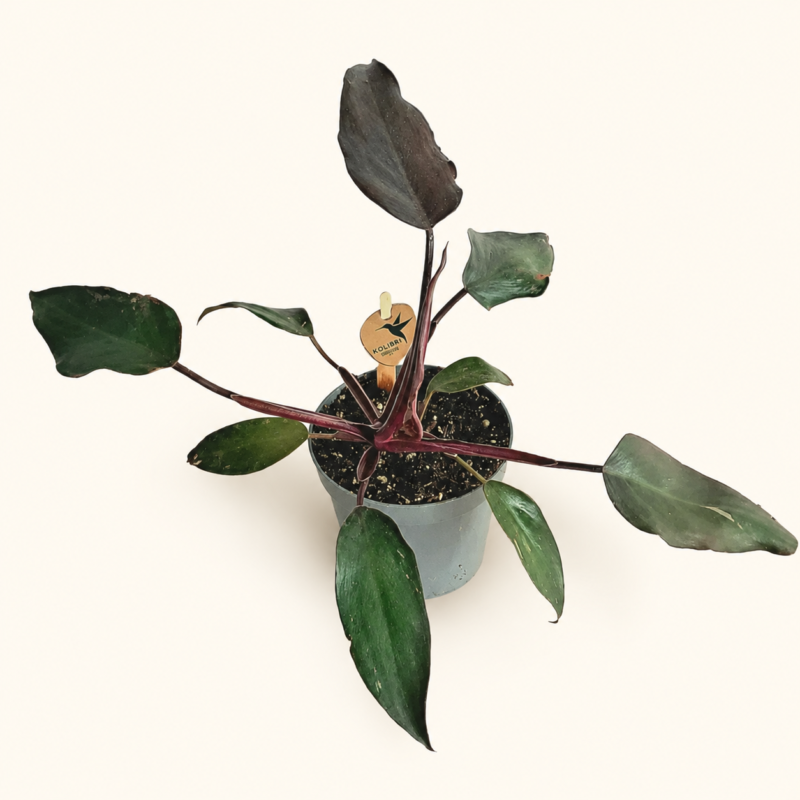Филодендрон "Бургунди Принцес" / Philodendron ‘Burgundy Princess’