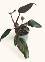 Филодендрон "Бургунди Принцес" / Philodendron ‘Burgundy Princess’