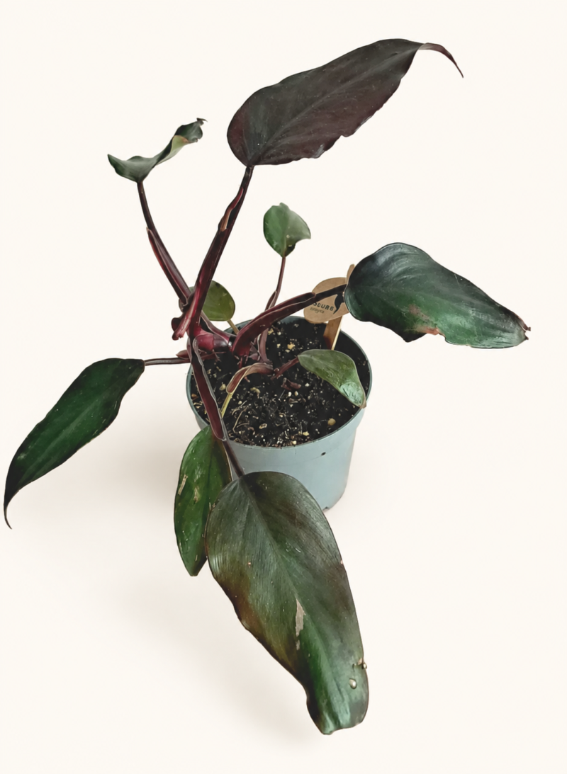 Филодендрон "Бургунди Принцес" / Philodendron ‘Burgundy Princess’