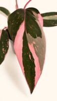 Филодендрон „Пинк Принсес“ (Марбъл) / Philodendron 'Pink Princess' (Marble)