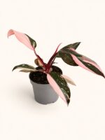 Филодендрон „Пинк Принсес“ (Марбъл) / Philodendron 'Pink Princess' (Marble)