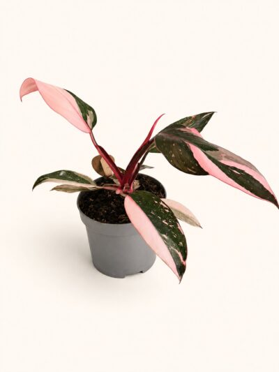 philodendron-pink-princess-marble-dmplantsbg-02
