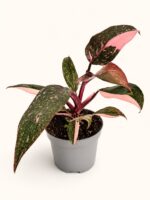 Филодендрон „Пинк Принсес“ (Марбъл) / Philodendron 'Pink Princess' (Marble)
