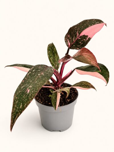 Филодендрон „Пинк Принсес“ (Марбъл) / Philodendron 'Pink Princess' (Marble)
