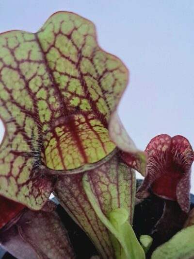 Sarracenia-01.jpg