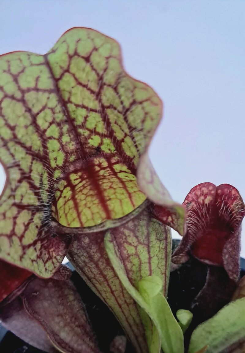 Sarracenia / Сарацения