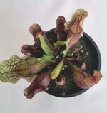 Sarracenia / Сарацения
