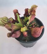 Sarracenia / Сарацения
