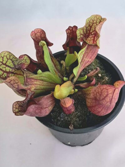 Sarracenia / Сарацения