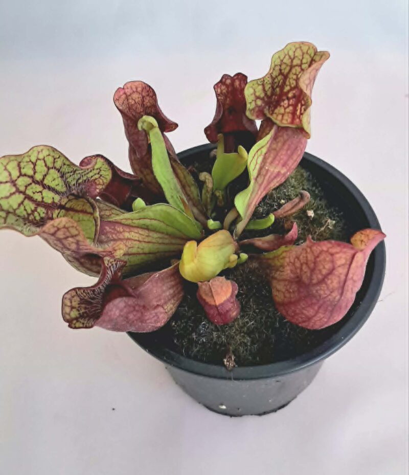 Sarracenia / Сарацения