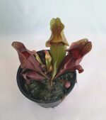Sarracenia / Сарацения