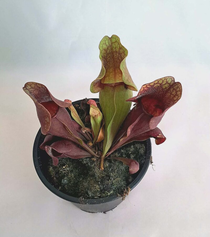Sarracenia / Сарацения